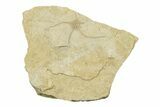 Jurassic Brittle Star Fossil - Solnhofen #242241-1